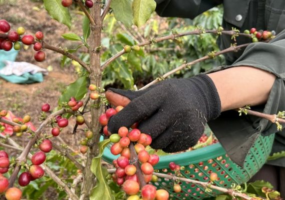 Xuất khẩu cà phê Việt Nam trong năm nay có thể vượt mốc 5 tỷ USD.